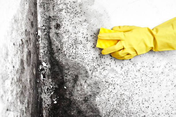 Best HVAC Mold Inspection and Cleaning  in Mount Airy, NC